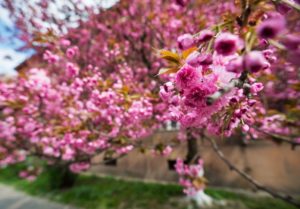 Цвітіння сакури в Ужгороді