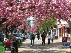 ужгород сакури