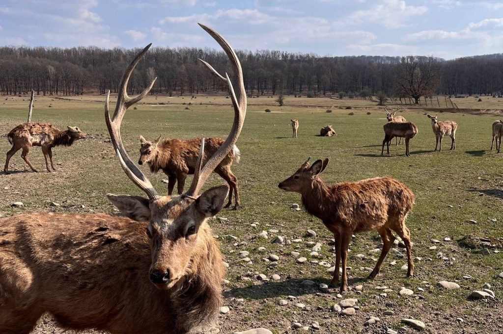 Deer with large antlers on a farm pasture in Transcarpathia