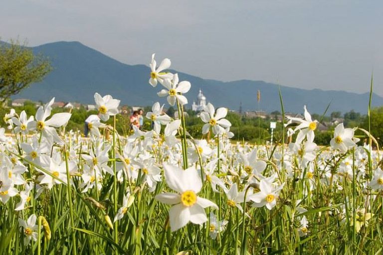 Екскурсія в Хуст: родзинки Мармарощини