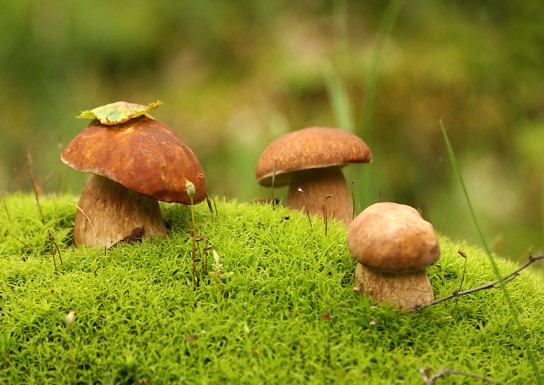 mushroom picking - the quiet hunt in the Carpathians