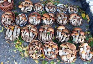 Сбор грибов – тихая охота в Карпатах